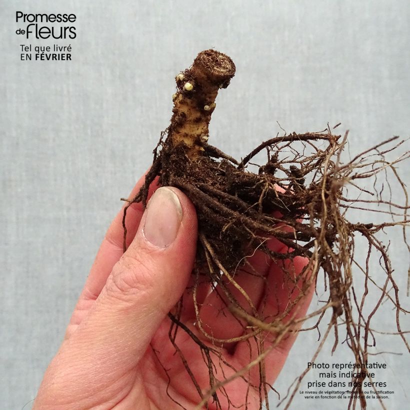 Exemplaar van Phlox paniculata Sherbet Blend - Vlambloem Naakte wortel zoals geleverd in de winter