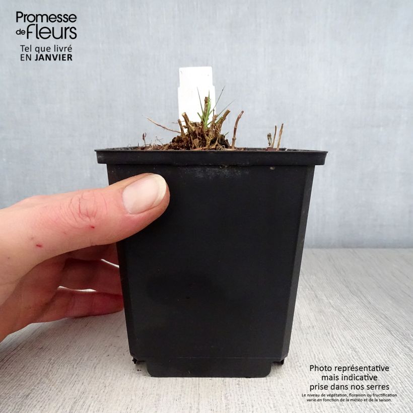 Exemplaar van Phlox paniculata Sherbet Cocktail - Vlambloem Pot van 10 cm/11 cm zoals geleverd in de winter
