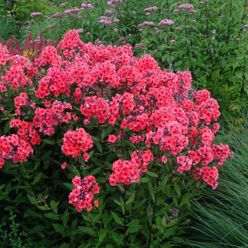 Phlox paniculata Starfire - Vlambloem (Groeiplaats)