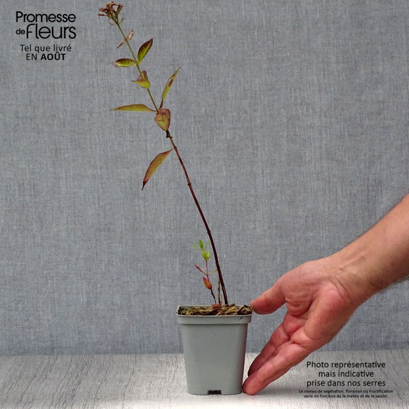 Exemplaar van Phlox paniculata Starfire - Vlambloem Kweekpotje van 8/9 cm zoals geleverd in de zomer