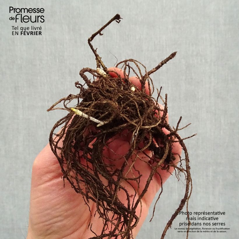 Exemplaar van Phlox paniculata Stars and Stripes - Vlambloem Naakte wortel zoals geleverd in de winter