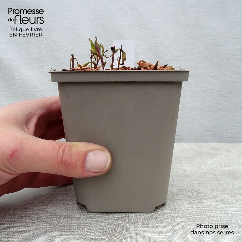 Exemplaar van Phlox paniculata Tequila Sunrise - Vlambloem Kweekpotje van 8/9 cm zoals geleverd in de winter