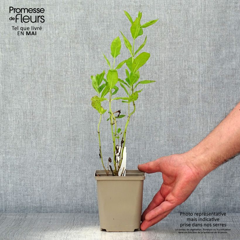 Exemplaar van Phlox paniculata Tequila Sunrise - Vlambloem Kweekpotje van 8/9 cm zoals geleverd in de lente