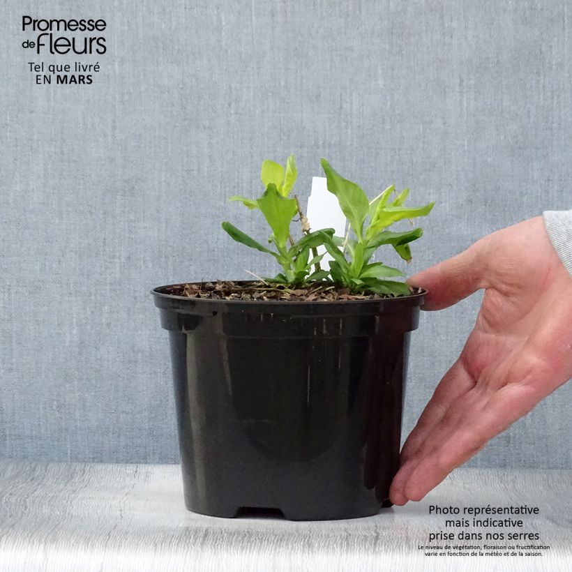 Exemplaar van Phlox paniculata Tiara - Vlambloem Pot van 2 l/3 l zoals geleverd in de lente