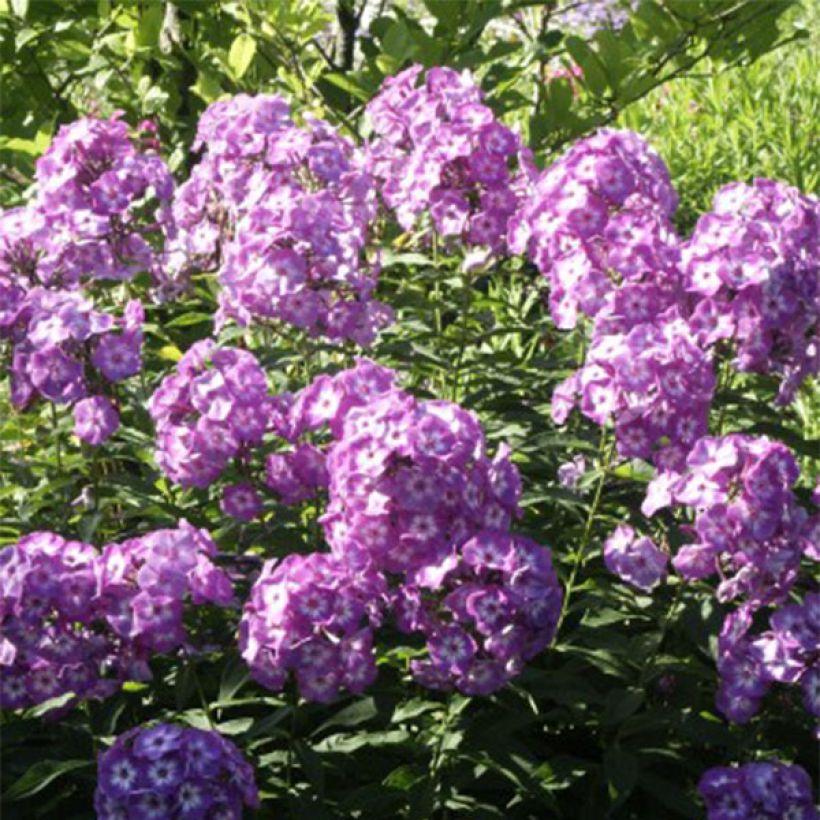 Phlox Uspech - Vlambloem (Bloei)