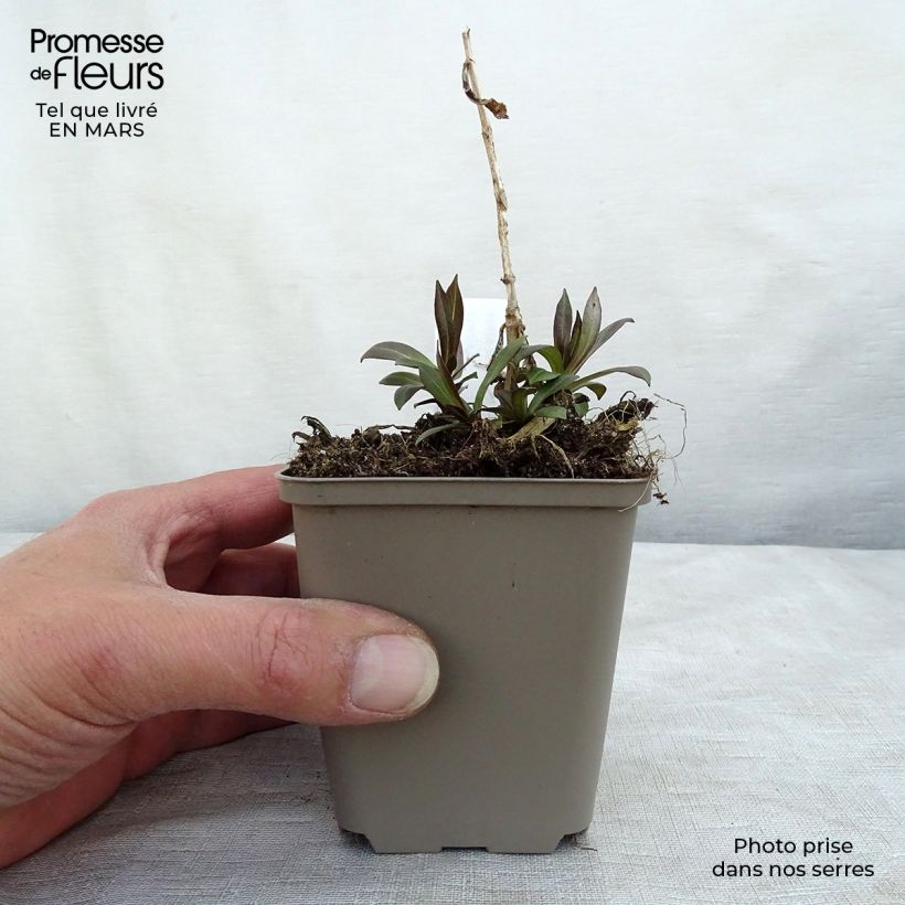 Exemplaar van Phlox Uspech - Vlambloem Kweekpotje van 8/9 cm zoals geleverd in de lente