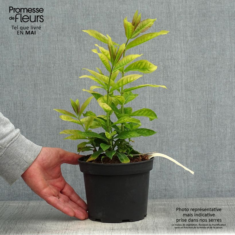 Exemplaar van Phlox Uspech - Vlambloem Pot van 2 l/3 l zoals geleverd in de lente