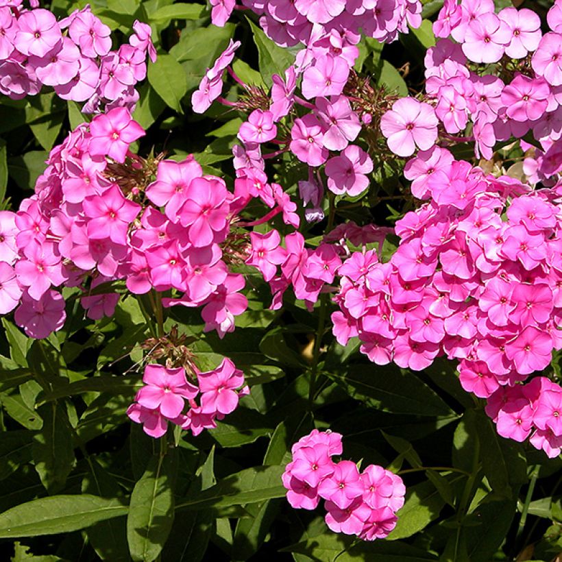 Phlox paniculata Windsor - Vlambloem (Bloei)