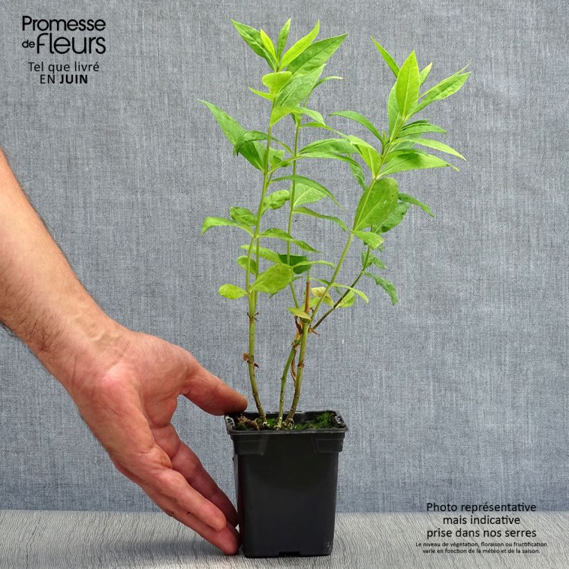 Exemplaar van Phlox paniculata Windsor - Vlambloem Kweekpotje van 7/8 cm zoals geleverd in de zomer