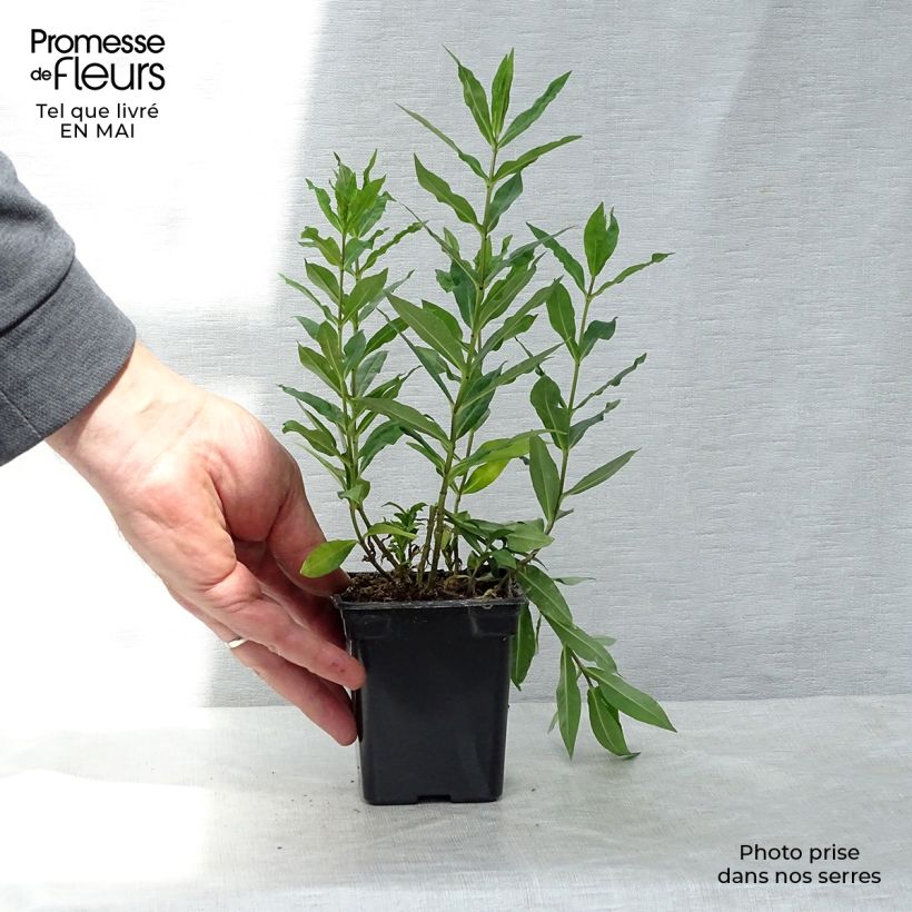 Exemplaar van Phlox paniculata Windsor - Vlambloem Kweekpotje van 7/8 cm zoals geleverd in de lente