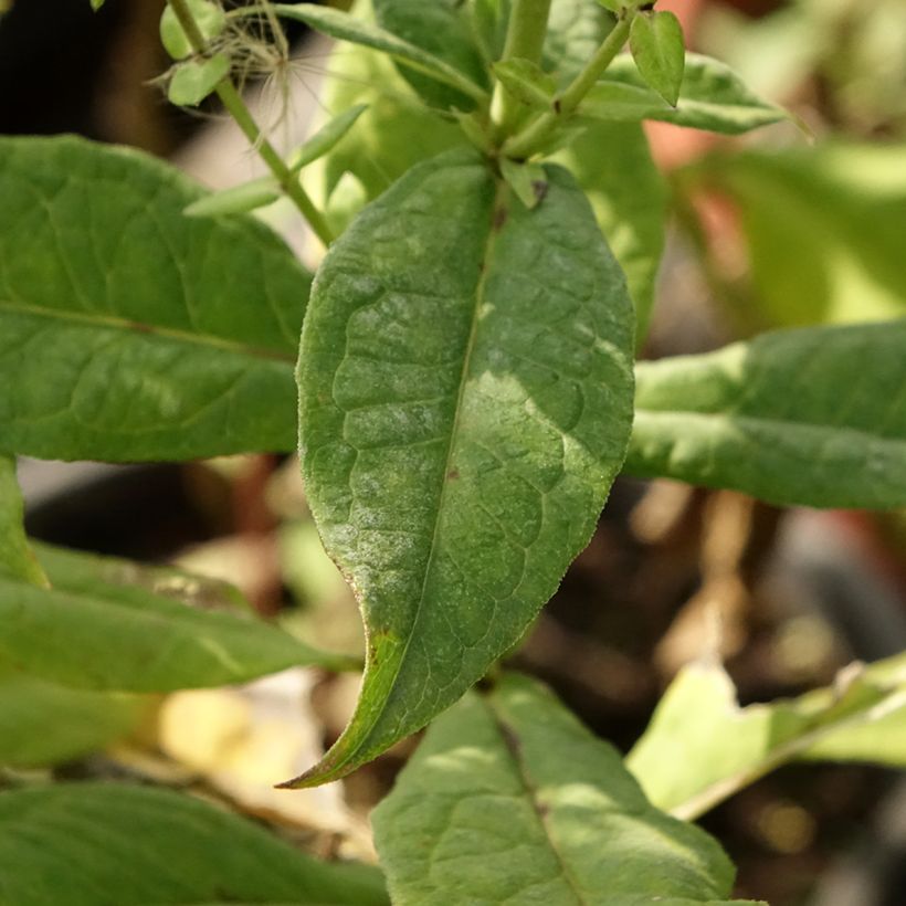 Phlox paniculata Younique Bicolor - Vlambloem (Blad)
