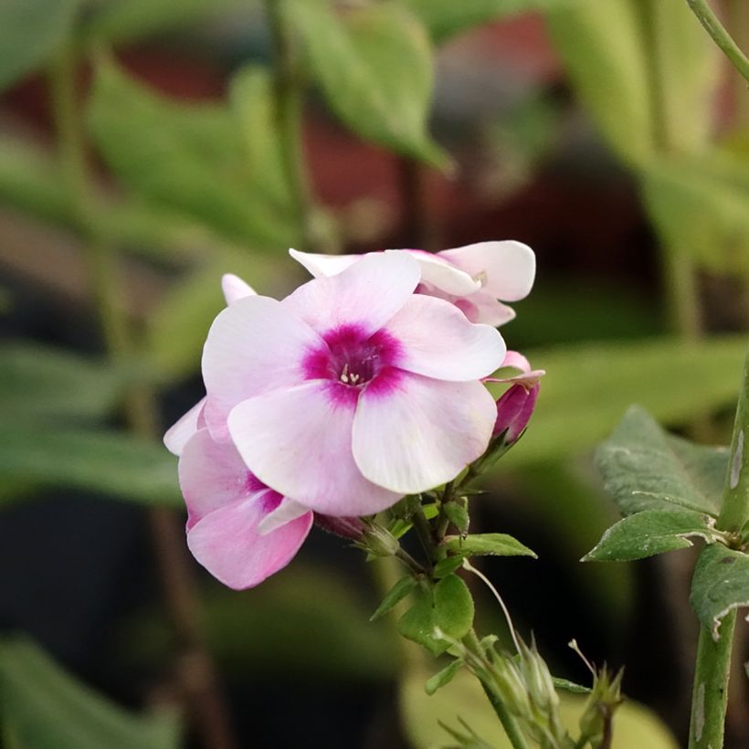 Phlox paniculata Younique Bicolor - Vlambloem (Bloei)