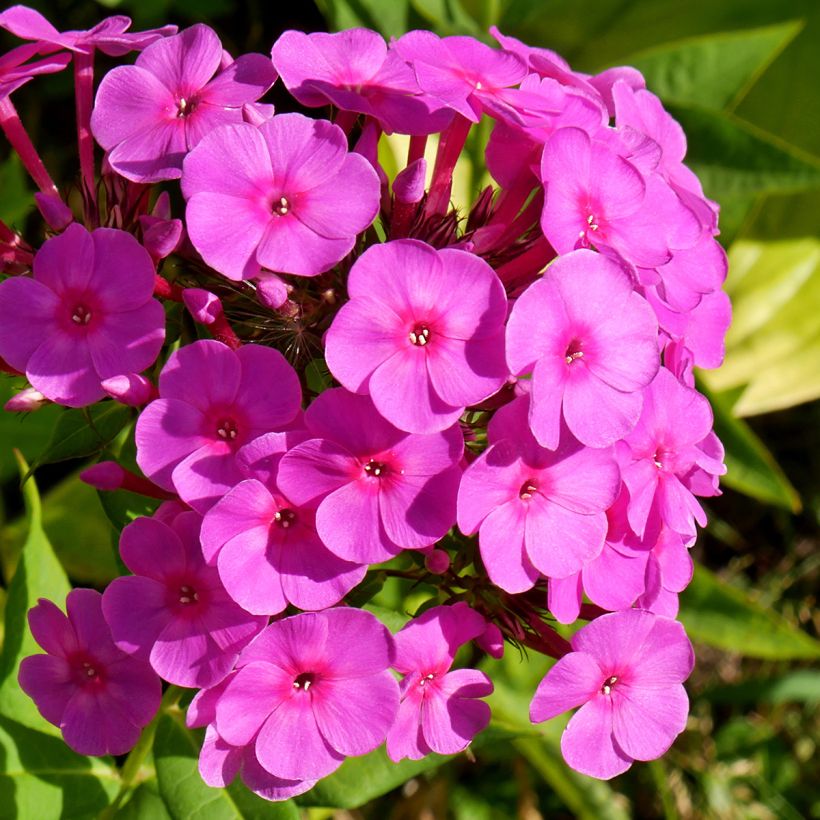 Phlox paniculata Younique Cerise - Vlambloem (Bloei)