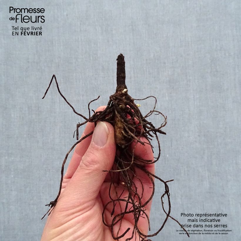 Exemplaar van Phlox paniculata Younique Old Blue - Vlambloem Naakte wortel zoals geleverd in de winter