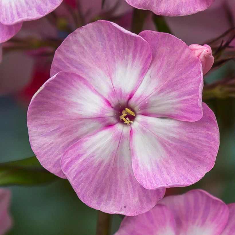 Phlox paniculata Younique Old Pink - Vlambloem (Bloei)