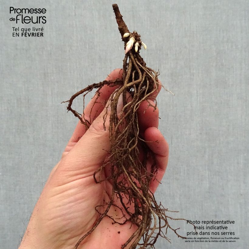 Exemplaar van Phlox paniculata Younique Old Pink - Vlambloem Naakte wortel zoals geleverd in de winter