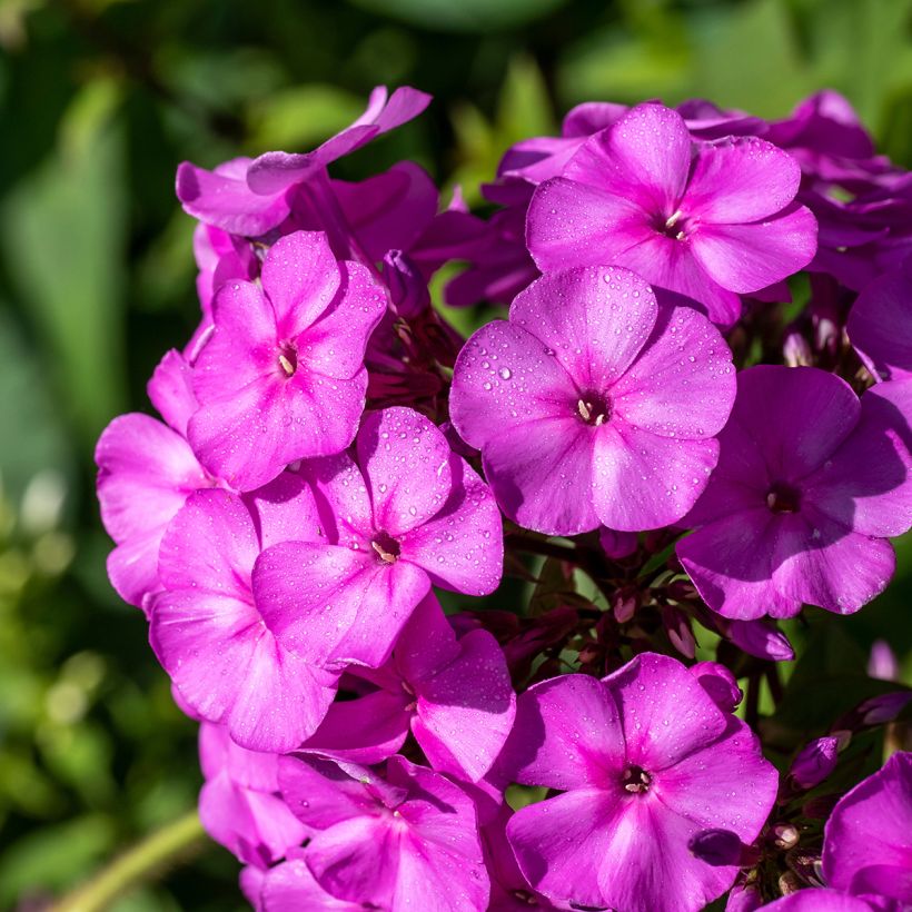 Phlox paniculata Younique Old Purple - Vlambloem (Bloei)