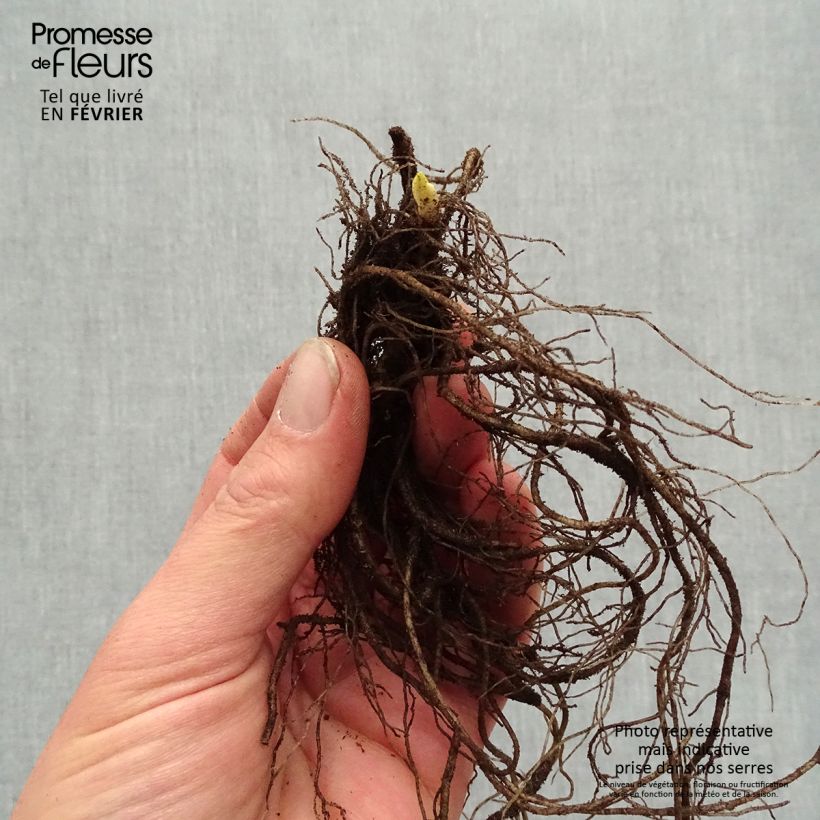 Exemplaar van Phlox paniculata Younique Old Purple - Vlambloem Naakte wortel zoals geleverd in de winter