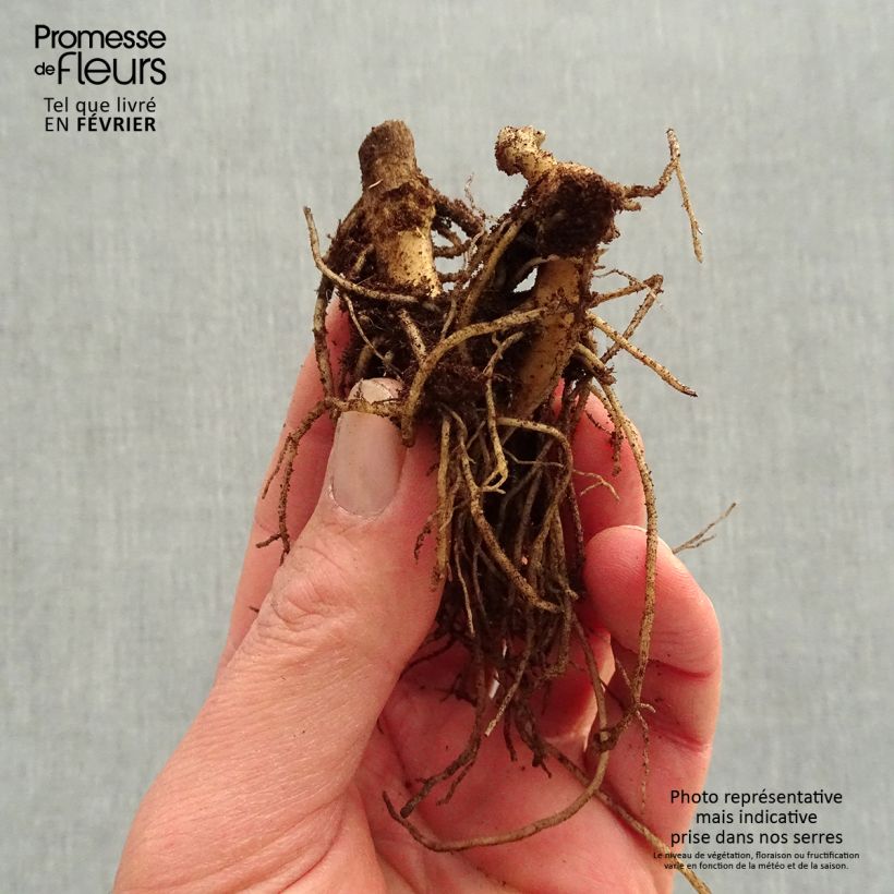 Exemplaar van Phlox paniculata Younique Orange - Vlambloem Naakte wortel zoals geleverd in de winter