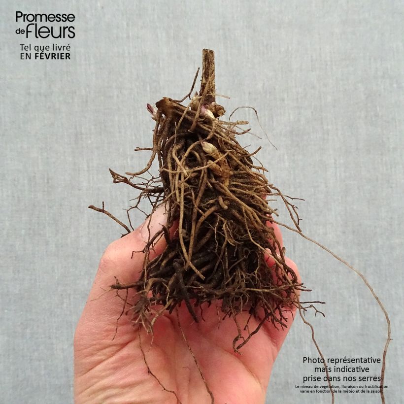 Exemplaar van Phlox paniculata Younique Rood - Vlambloem Naakte wortel zoals geleverd in de winter