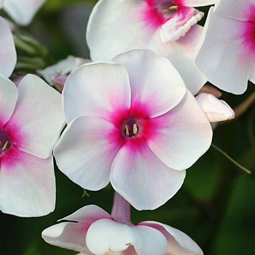 Phlox paniculata Younique Trendy - Vlambloem (Bloei)