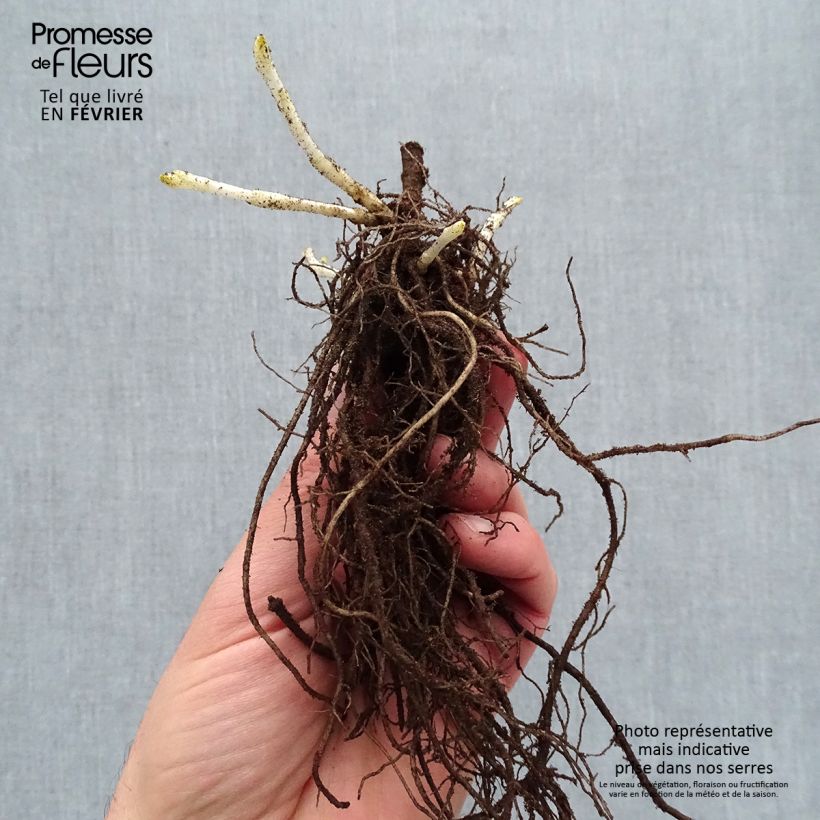 Exemplaar van Phlox paniculata Younique Trendy - Vlambloem Naakte wortel zoals geleverd in de winter