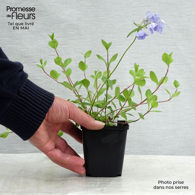 Exemplaar van Phlox stolonifera Blue Ridge - Kruipvlambloem Kweekpotje van 8/9 cm zoals geleverd in de lente