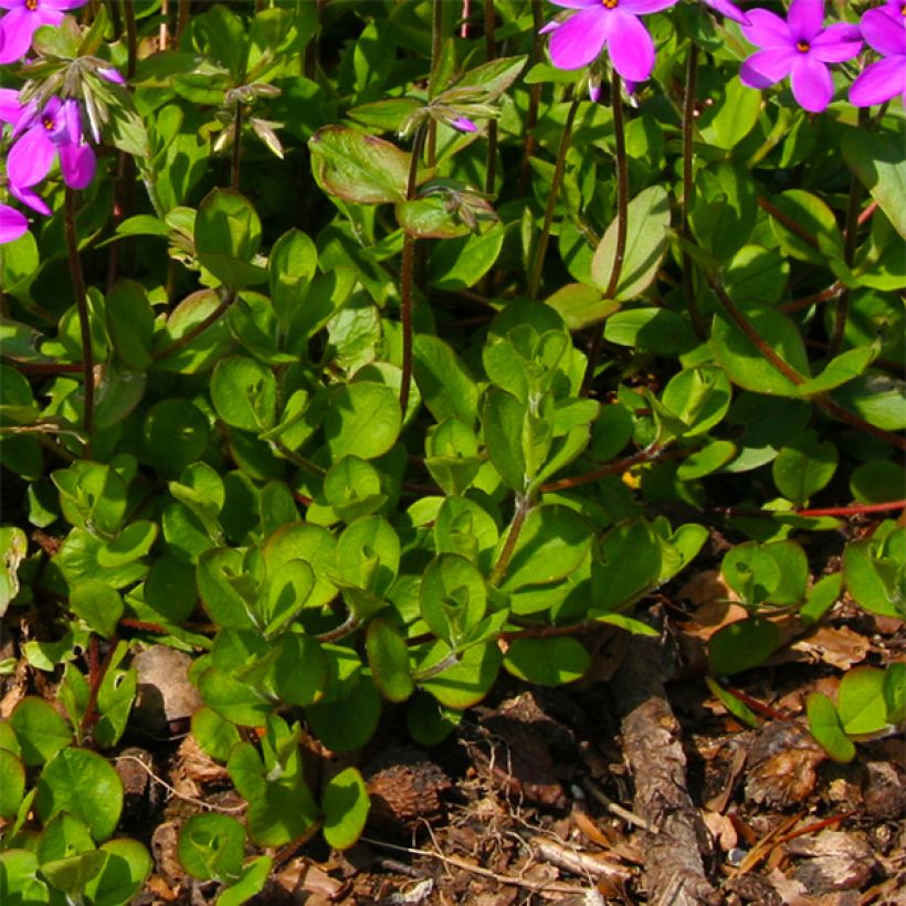 Phlox stolonifera Purpurea - Kruipvlambloem (Blad)