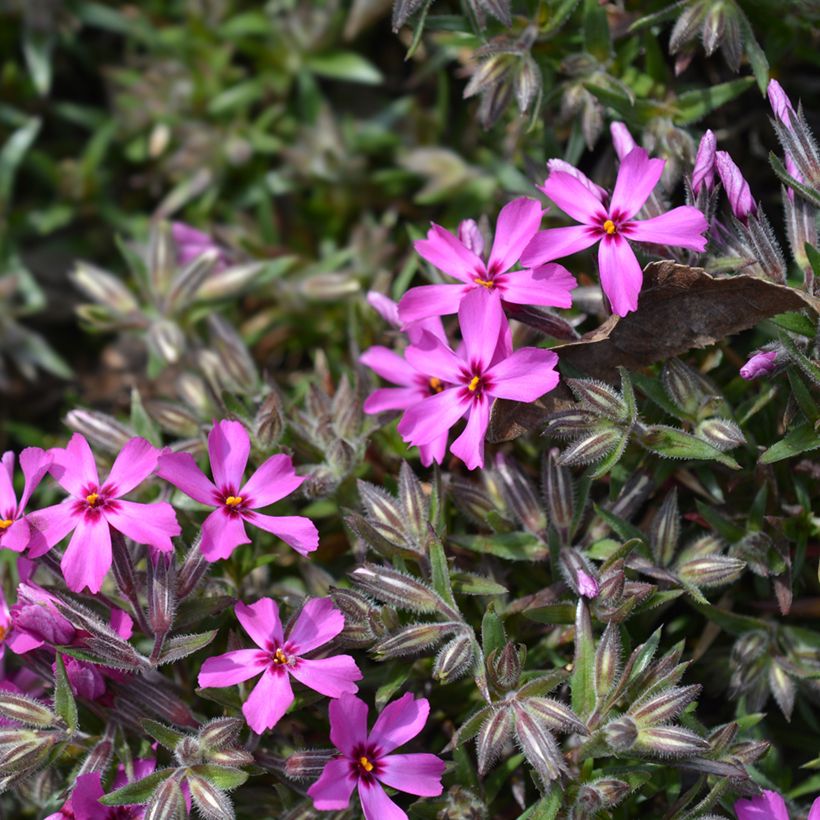 Phlox subulata Atropurpurea - Kruipende vlambloem (Bloei)