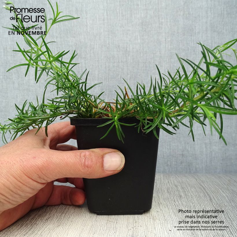 Exemplaar van Phlox subulata Emerald Cushion Blue - Kruipende vlambloem Kweekpotje van 8/9 cm zoals geleverd in de herfst