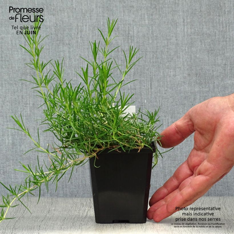 Exemplaar van Phlox subulata Emerald Cushion Blue - Kruipende vlambloem Kweekpotje van 8/9 cm zoals geleverd in de zomer