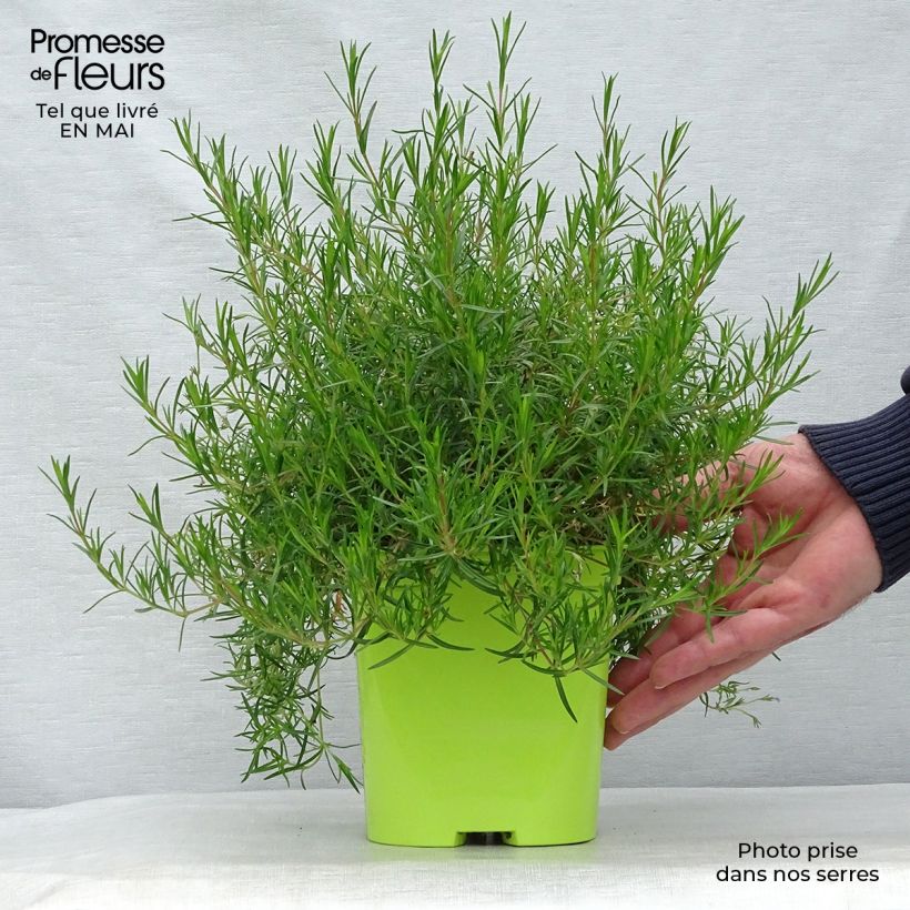 Exemplaar van Phlox subulata Emerald Cushion Blue - Kruipende vlambloem Pot van 2 l/3 l zoals geleverd in de lente