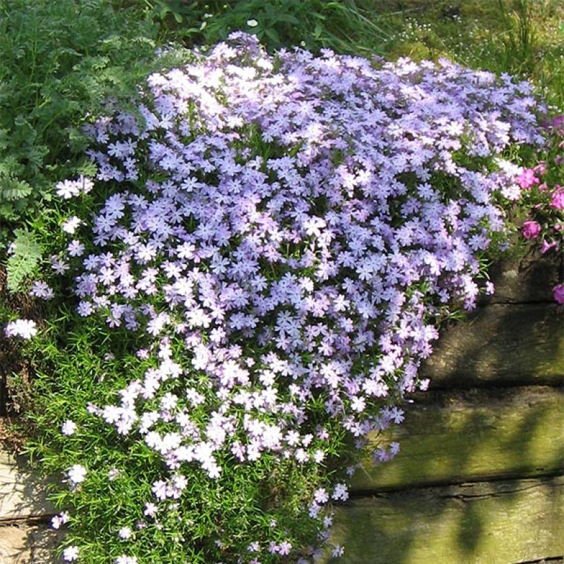 Phlox subulata Emerald Cushion Blue - Kruipende vlambloem (Groeiplaats)