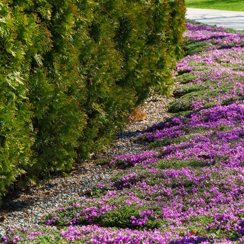 Phlox subulata McDaniel's Cushion - Kruipende vlambloem (Groeiplaats)