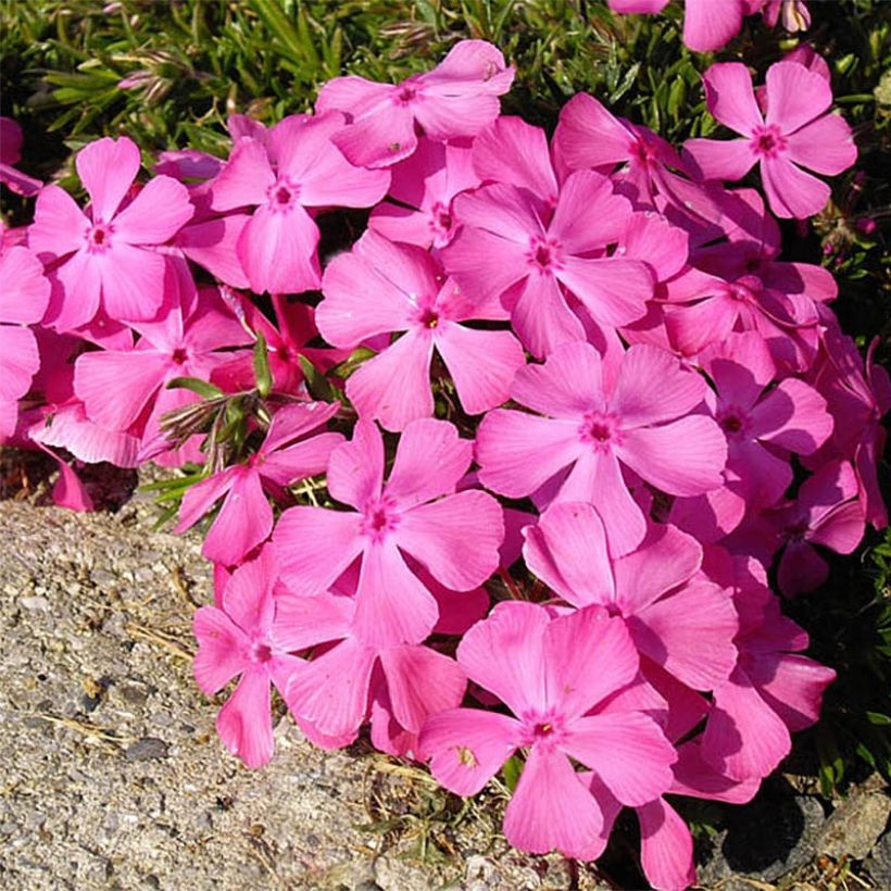 Phlox subulata McDaniel's Cushion - Kruipende vlambloem (Bloei)