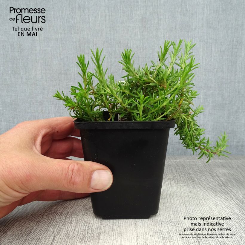 Exemplaar van Phlox subulata McDaniel's Cushion - Kruipende vlambloem Kweekpotje van 8/9 cm zoals geleverd in de lente