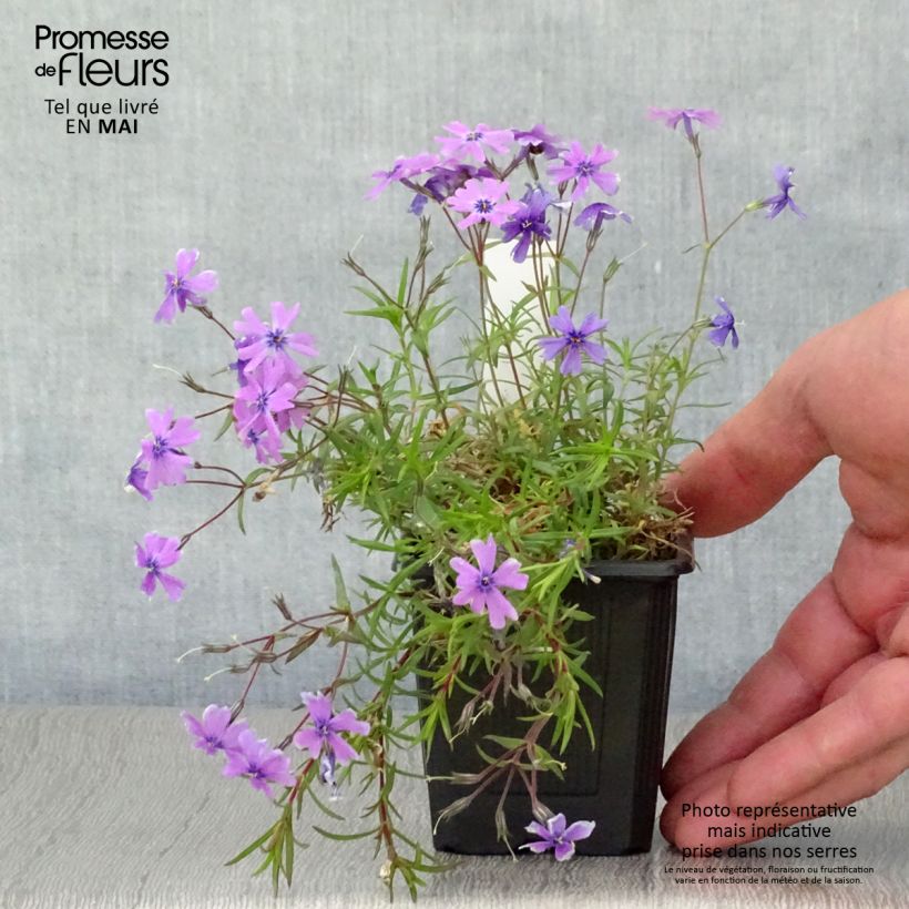 Exemplaar van Phlox subulata Purple Beauty - Kruipende vlambloem Kweekpotje van 8/9 cm zoals geleverd in de lente