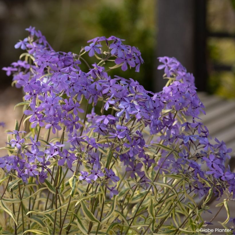 Phlox divaricata Blue Ribbons (Bloei)