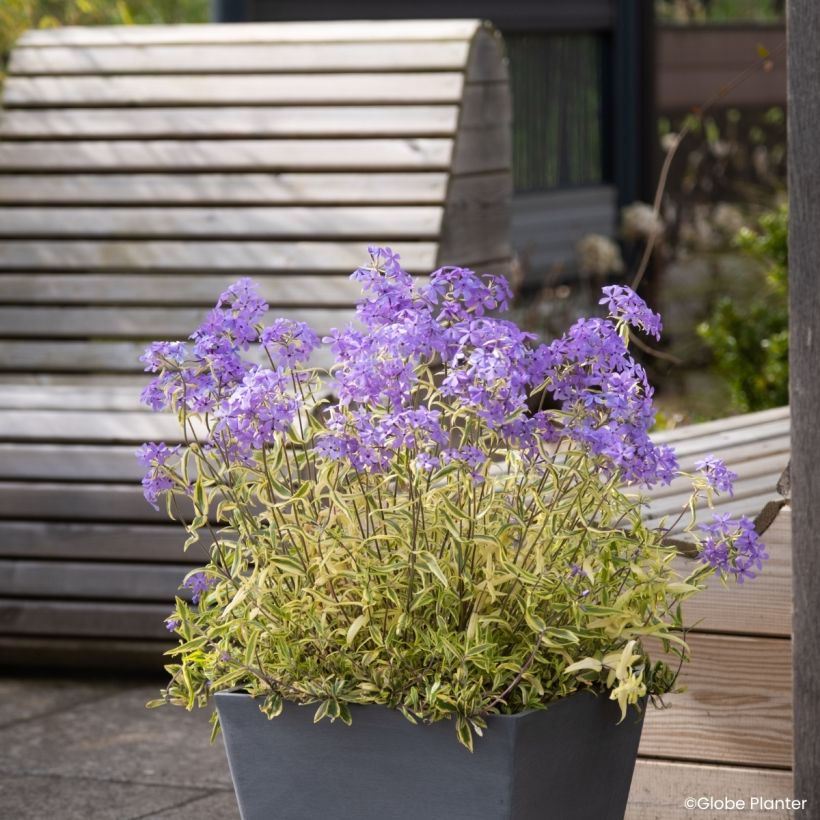 Phlox divaricata Blue Ribbons (Groeiplaats)