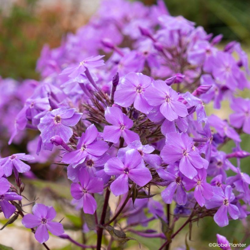 Phlox Queen Paola (Bloei)