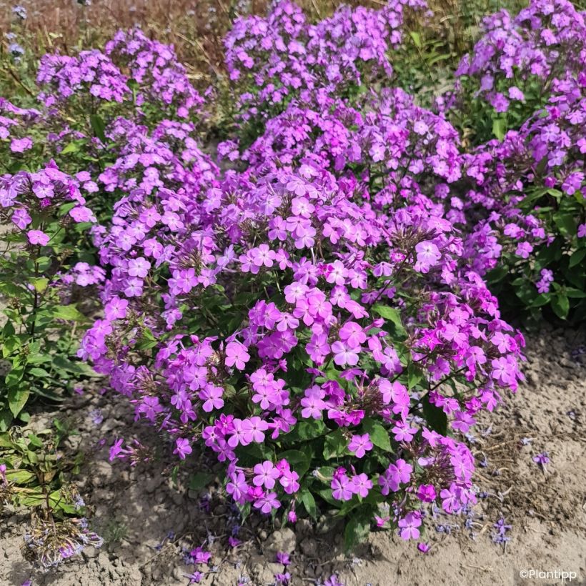 Phlox Queen Paola (Groeiplaats)