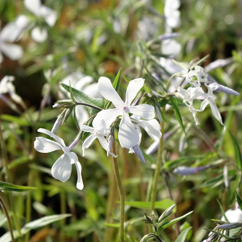 Phlox divaricata May Breeze - Voorjaarsvlambloem (Bloei)