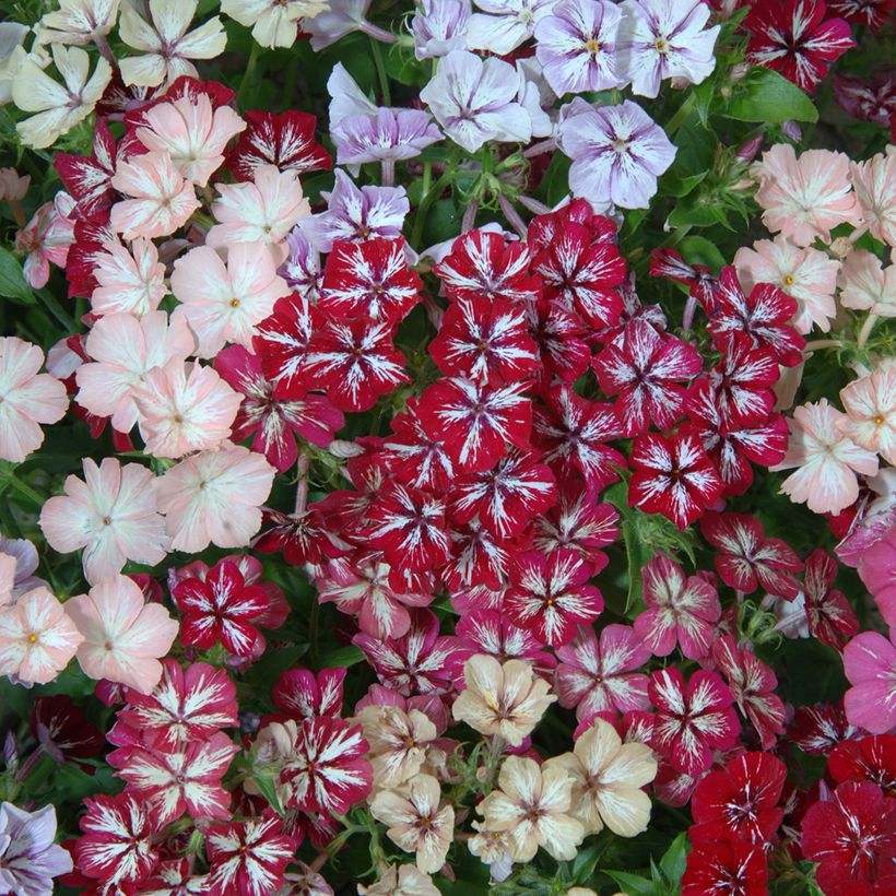 Phlox drummondii Starry Eyes (zaad) - Eenjarige vlambloem (Bloei)
