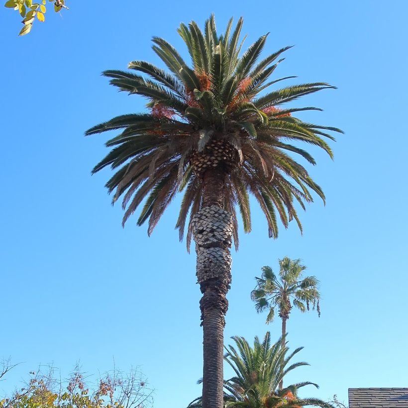 Phoenix andamanensis - Andaman dadelpalm (Groeiplaats)