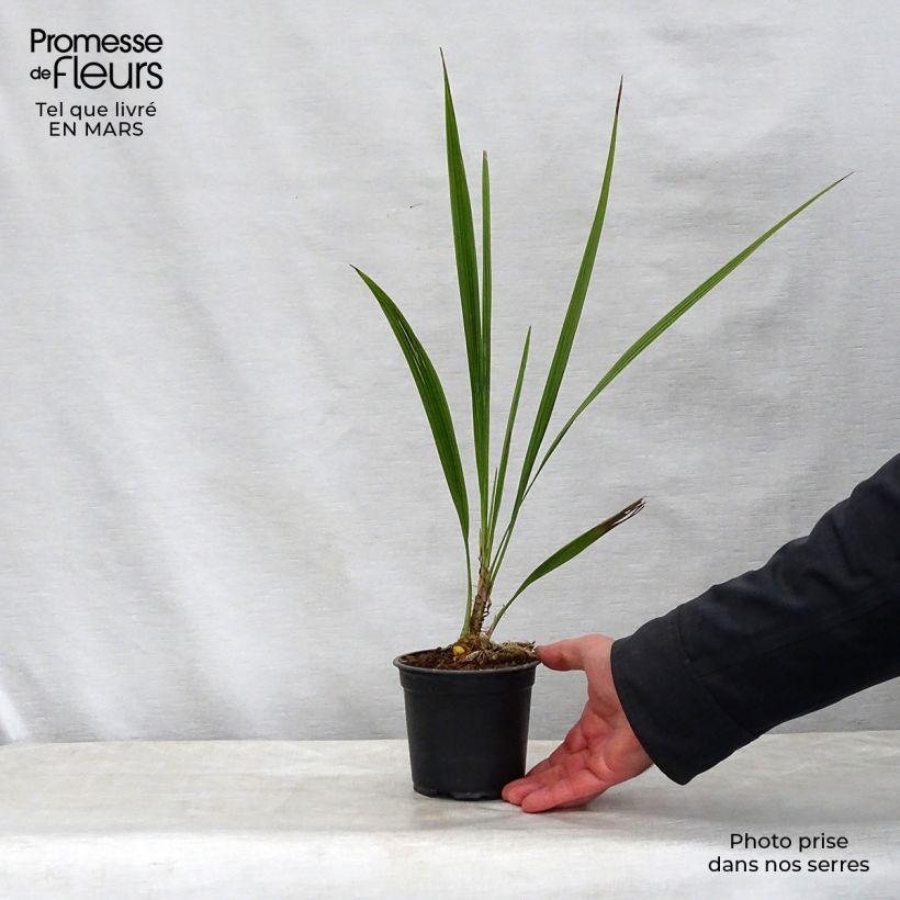 Exemplaar van Phoenix andamanensis - Andaman dadelpalm Pot van 12 cm / 13 cm zoals geleverd in de lente