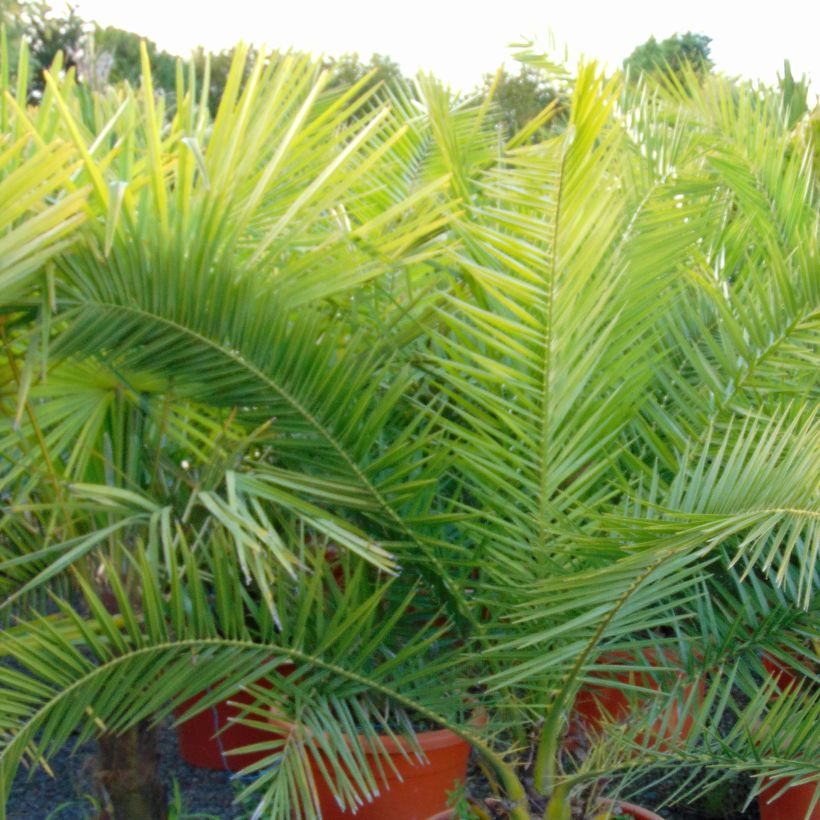 Phoenix canariensis - Canarische dadelpalm (Foliage)