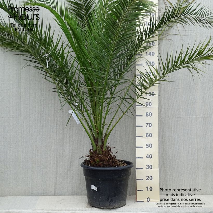 Example of Phoenix canariensis - Canarische dadelpalm Pot de 30L/35L as you get in printemps