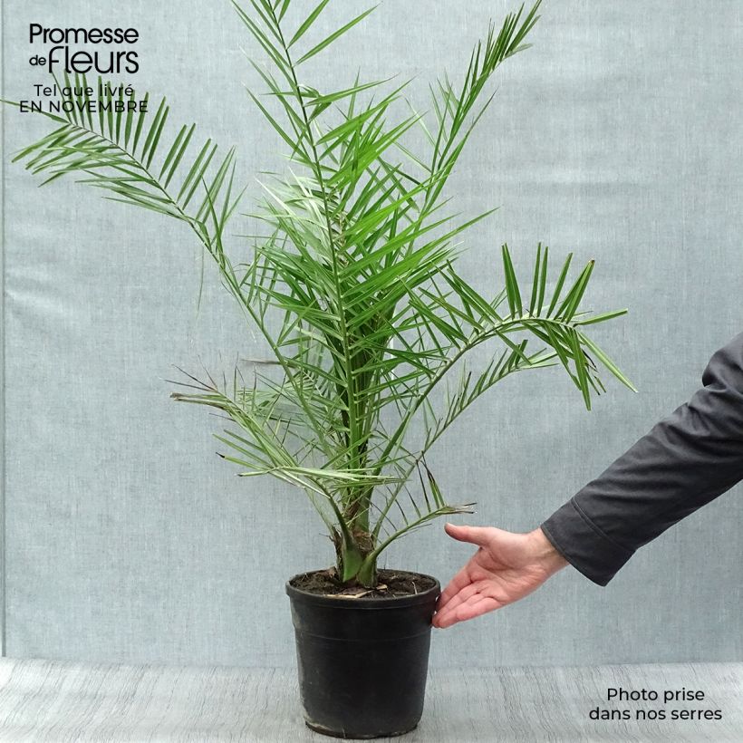 Exemplaar van Phoenix canariensis - Canarische dadelpalm Pot van 6 l/7 l zoals geleverd in de herfst