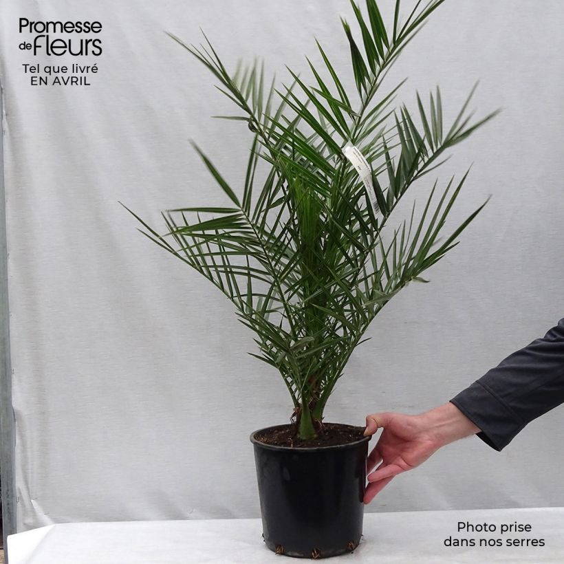 Example of Phoenix canariensis - Canarische dadelpalm Pot van 6 l/7 l as you get in printemps