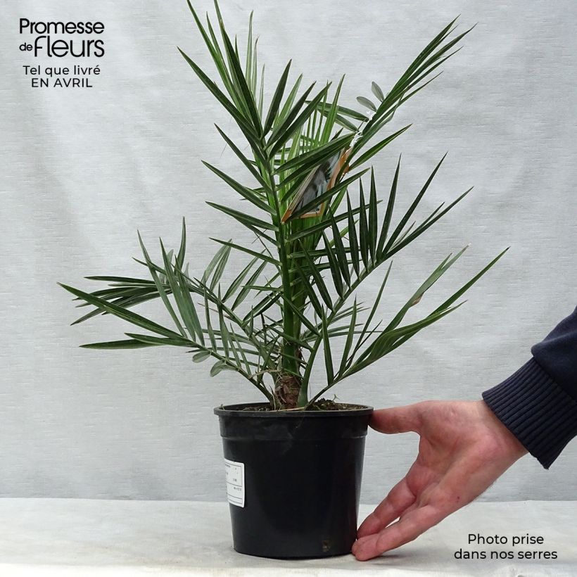 Example of Phoenix canariensis - Canarische dadelpalm Pot van 1 l/1,5 l as you get in printemps